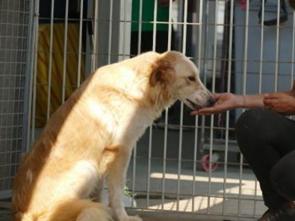 Delia sucht ein liebevolles Heim