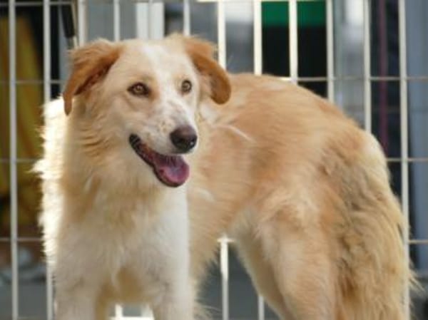 Delia sucht ein liebevolles Heim