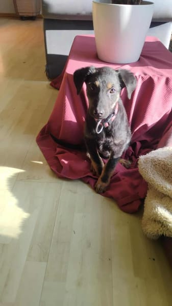 Süßer Welpe Turbo sucht Familie