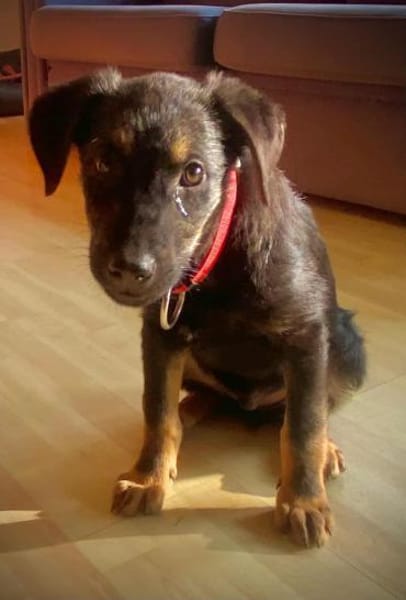 Süßer Welpe Turbo sucht Familie