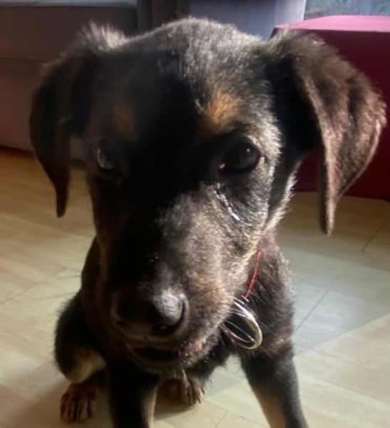 Süßer Welpe Turbo sucht Familie