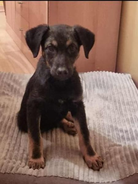 Süßer Welpe Turbo sucht Familie