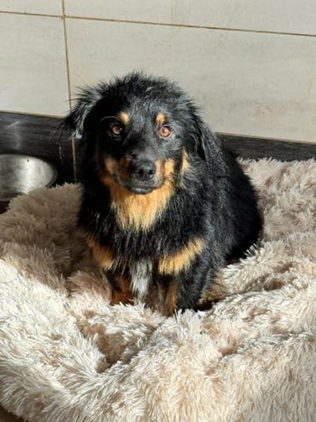 💙Bailey💙 sucht seine Menschen🐾💙