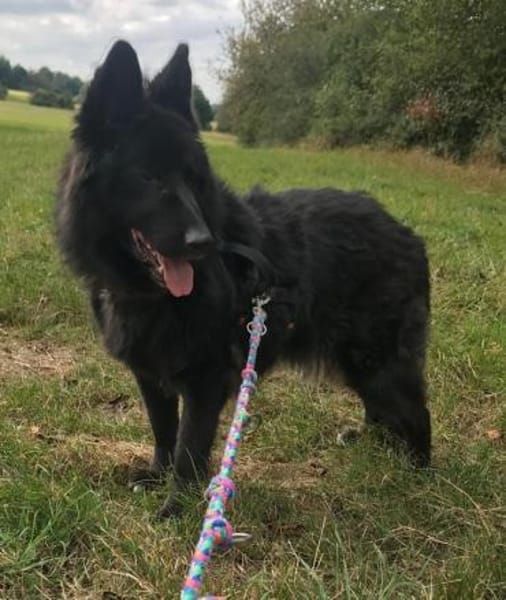 Aurela, geb. ca. 09/2018, 31547 Rehburg