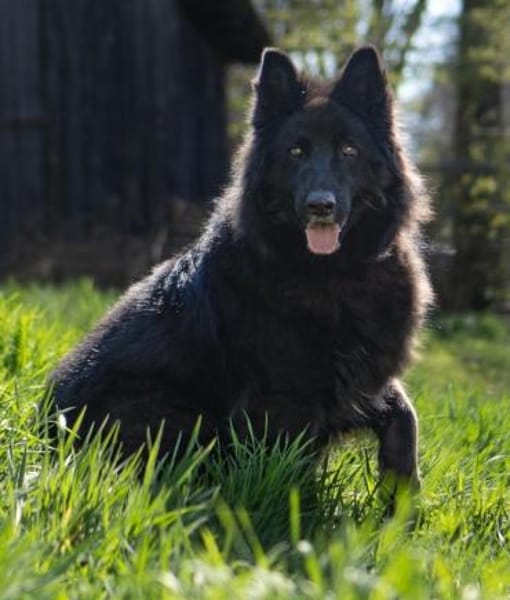 Aurela, geb. ca. 09/2018, 31547 Rehburg