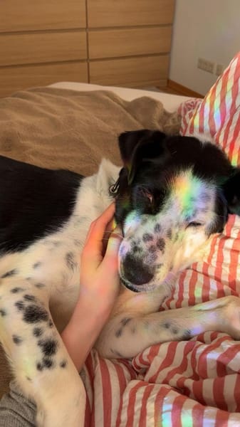 verschmuste u. anhägliche Pirata