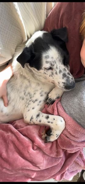 verschmuste u. anhägliche Pirata