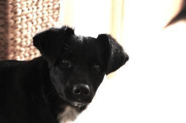 Nisha, schüchterne Mischlingshündin