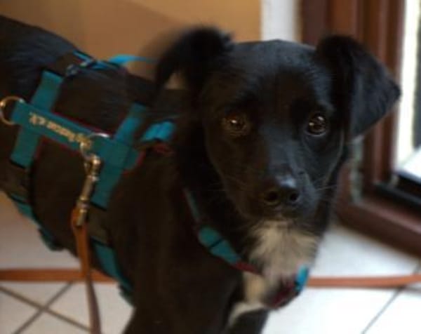 Nisha, schüchterne Mischlingshündin