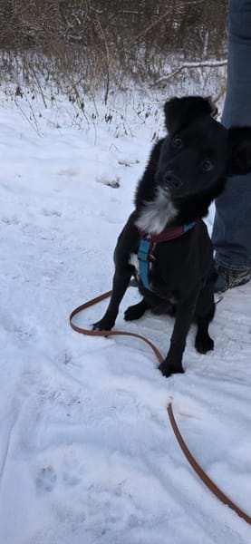 Nisha, schüchterne Mischlingshündin