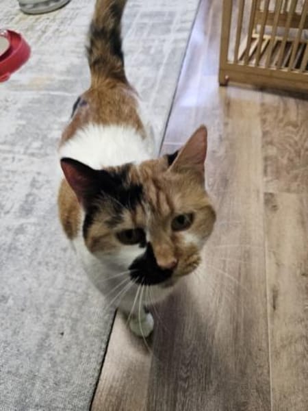 MAYA - eine ganz entzückende Glückskatze