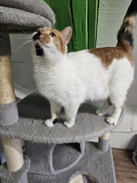 MAYA - eine ganz entzückende Glückskatze