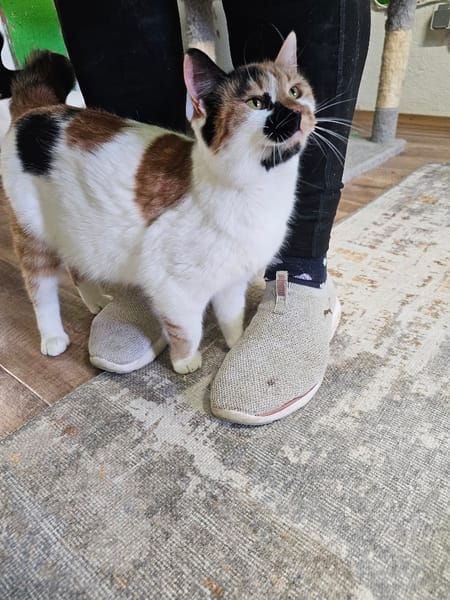 MAYA - eine ganz entzückende Glückskatze