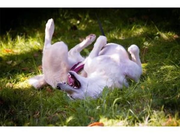 Nadirah - wartet in 35460 Staufenberg