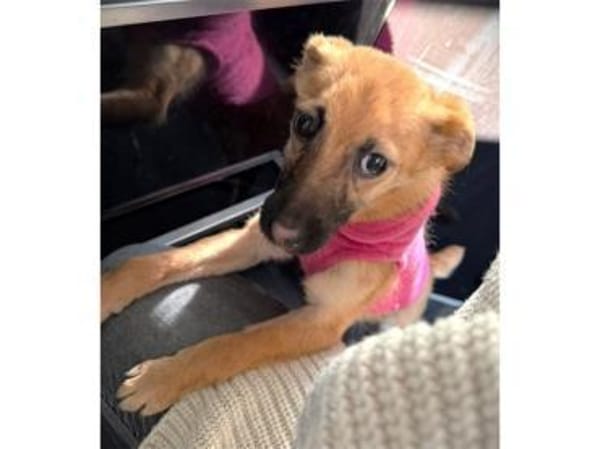 Maia - wartet in 44579 Castrop