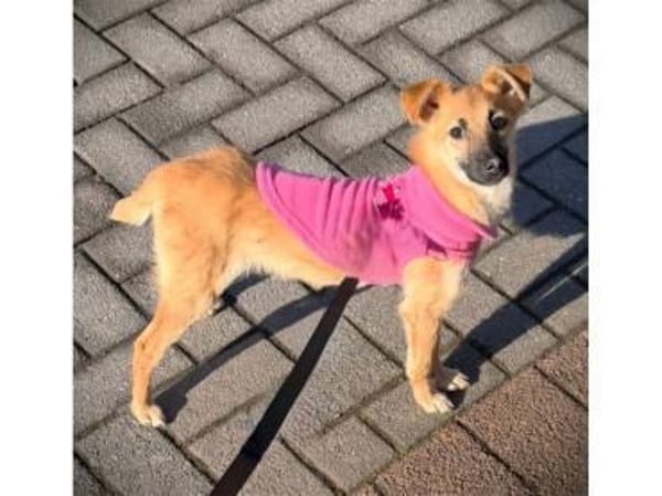 Maia - wartet in 44579 Castrop