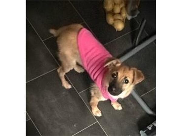 Maia - wartet in 44579 Castrop