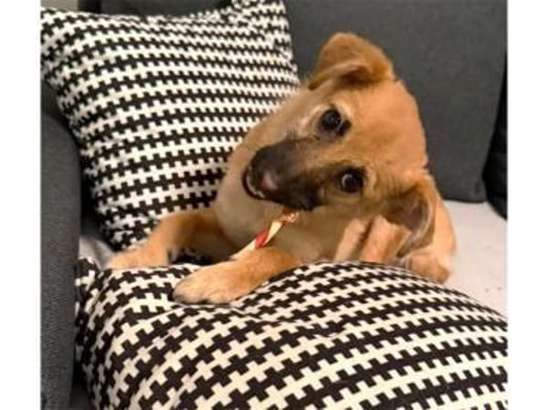 Maia - wartet in 44579 Castrop