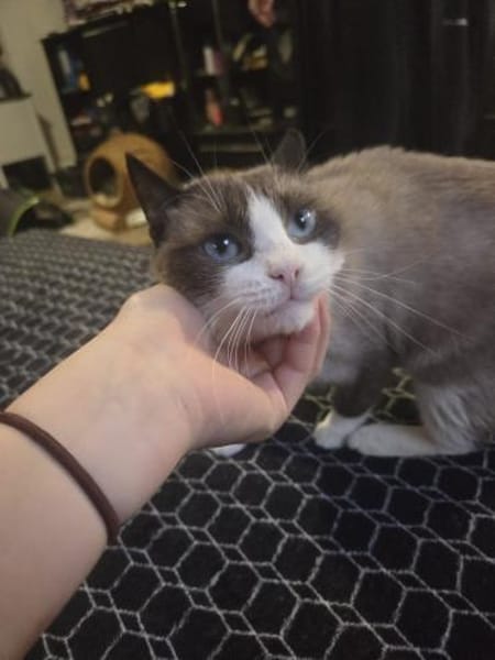 Pascual Siam- Mix Kater