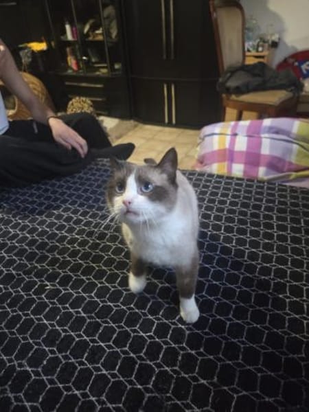 Pascual Siam- Mix Kater