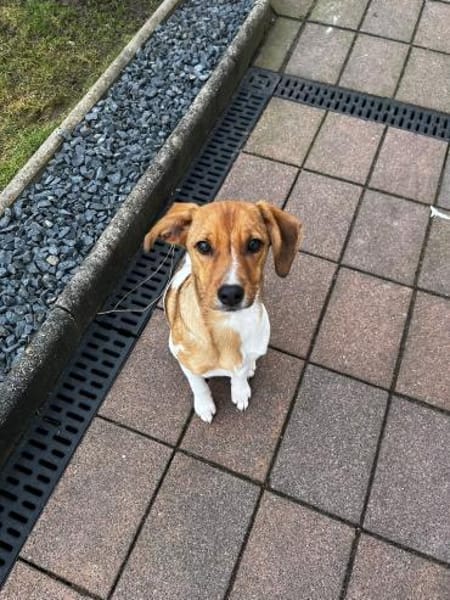 Arielle - sportliche Terrier Hündin