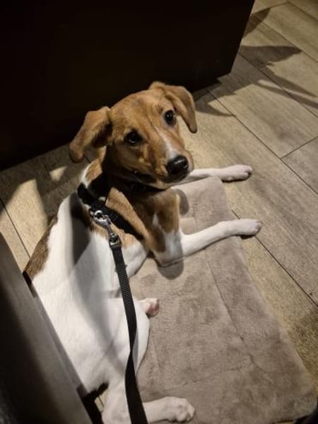 Arielle - sportliche Terrier Hündin