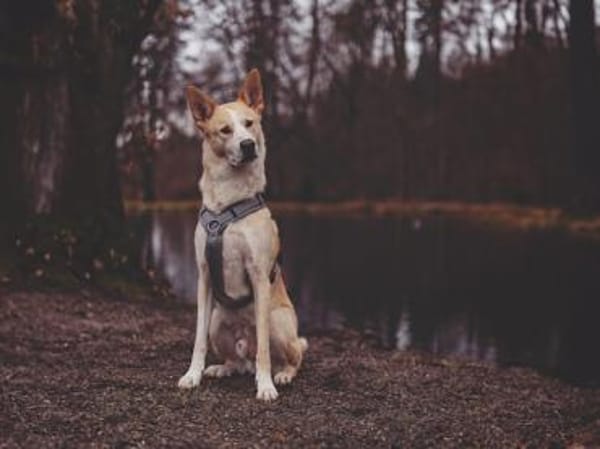 Toto sucht erfahrene Hundehalter