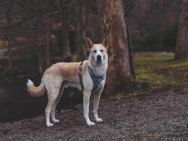Toto sucht erfahrene Hundehalter