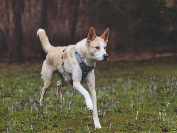 Toto sucht erfahrene Hundehalter
