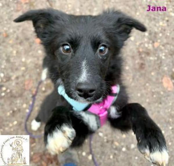 Jana  das kluge Köpfchen