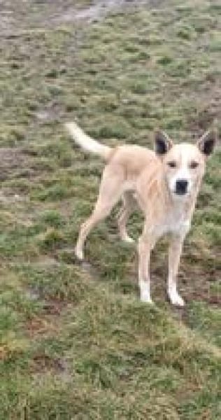 💙Sammy💙 sucht seine Menschen🐾💙