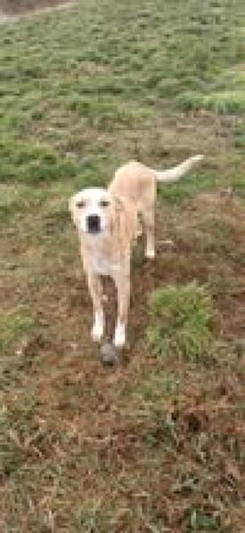 💙Sammy💙 sucht seine Menschen🐾💙