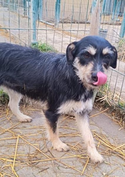 Lolita sucht ihr Zuhause für immer