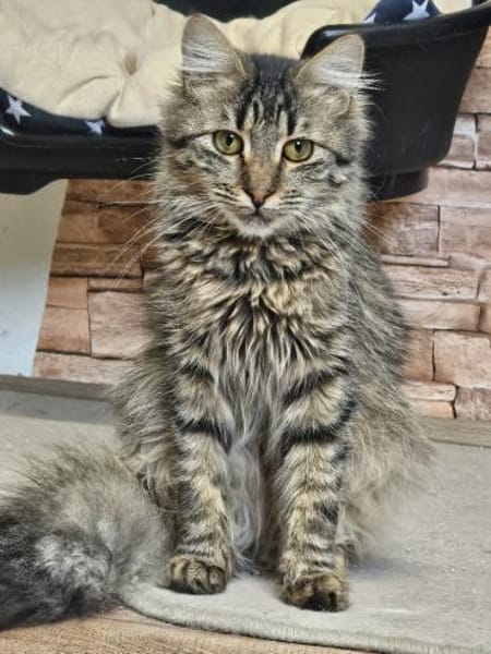 Willy - ein Eichhörnchen im Katzenpelz!