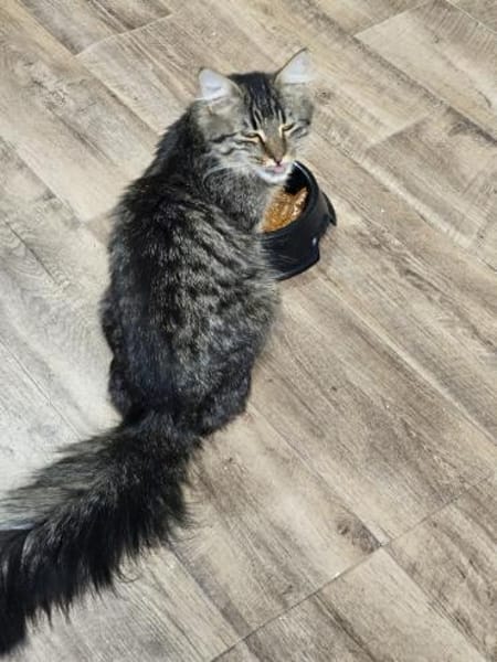 Willy - ein Eichhörnchen im Katzenpelz!