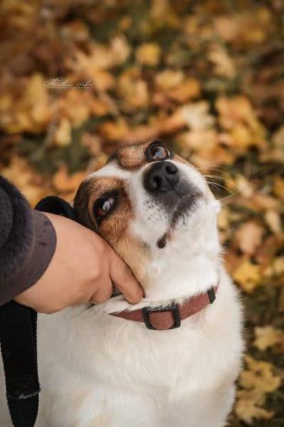 Joschi  Kleiner Herzenshund