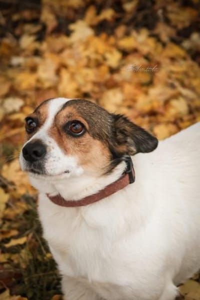 Joschi  Kleiner Herzenshund