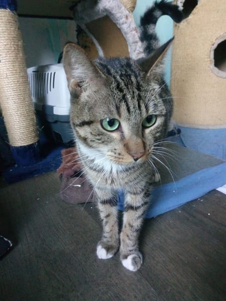 Zwei Energiebündel suchen ihre Menschen.