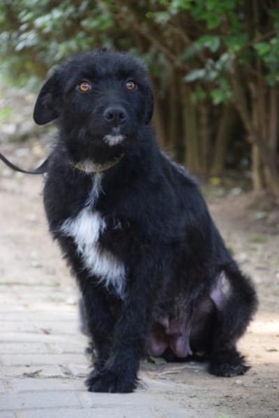 Litschi - liebenswert & freundlich