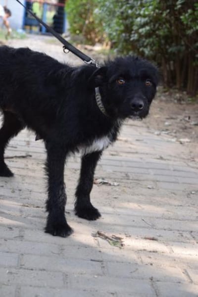 Litschi - liebenswert & freundlich