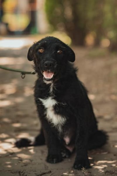 Litschi - liebenswert & freundlich