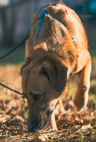 Rose - liebt jede Streicheleinheit