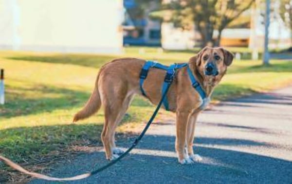 Rose - liebt jede Streicheleinheit