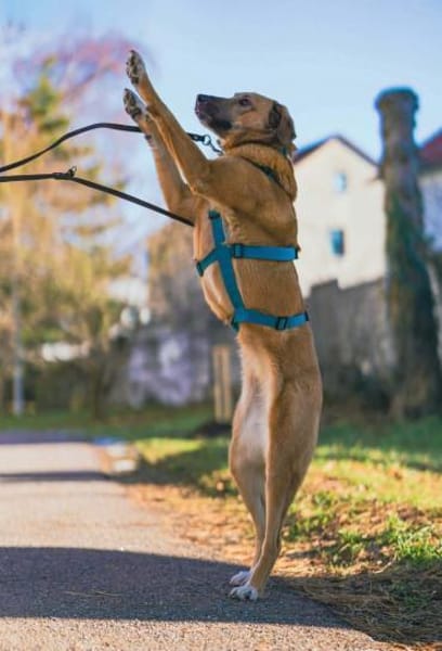 Rose - liebt jede Streicheleinheit