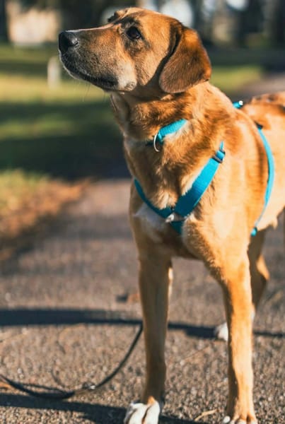 Rose - liebt jede Streicheleinheit