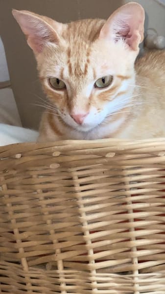 Sissy & Max Hundefreunde