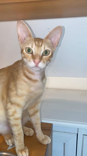 Sissy & Max Hundefreunde