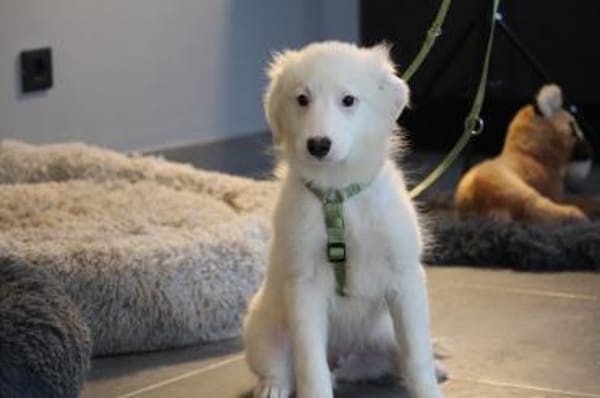 Teddybär Almino sucht DICH...