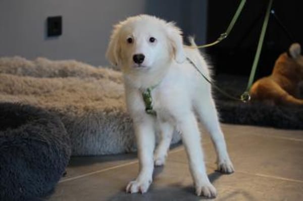 Teddybär Almino sucht DICH...