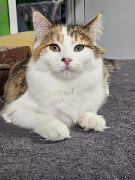 HOLLY&LUNA - Glücksduo sucht Zuhause!